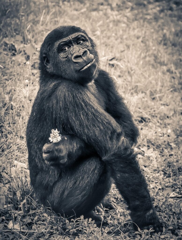 gorilla, monkey, ape, endangered species, young, nature, waiting, primate, mammal, animal, animal world, wildlife, wildlife photography, monochrome