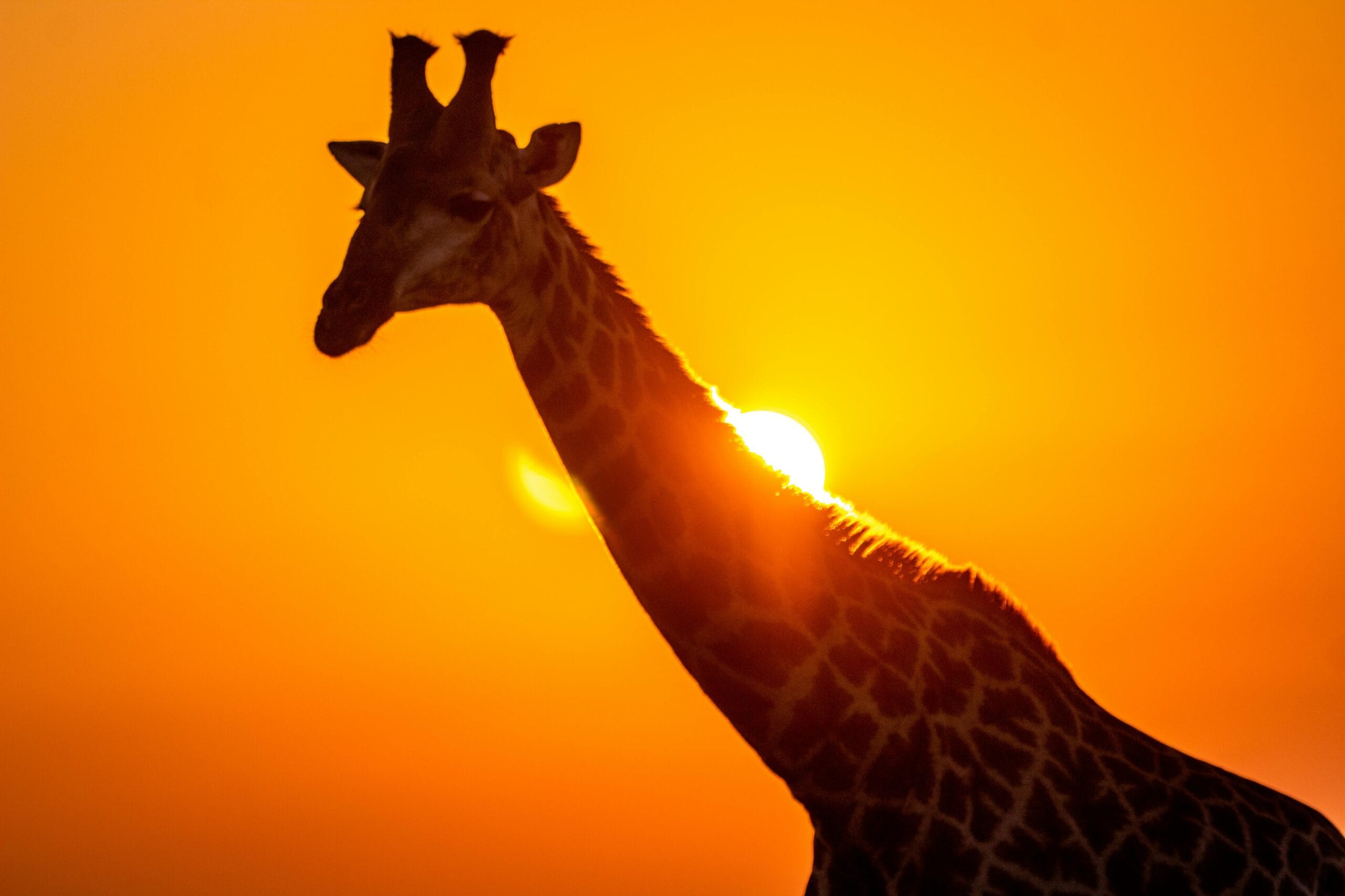 Giraffe silhouetted against a vibrant sunset in South Africa, showcasing African wildlife beauty.